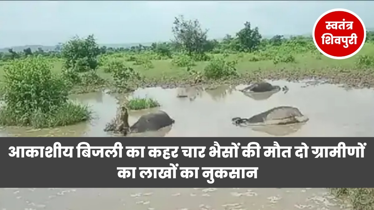 swatantra shivpuri 6