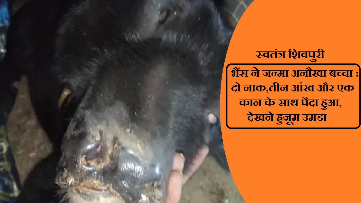 swatantrashivpuri 6