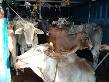 SHIVPURI NEWS-कंटेनर में ठूंस-ठूंसकर भरे 28 गौवंश बरामद, चालक फरार